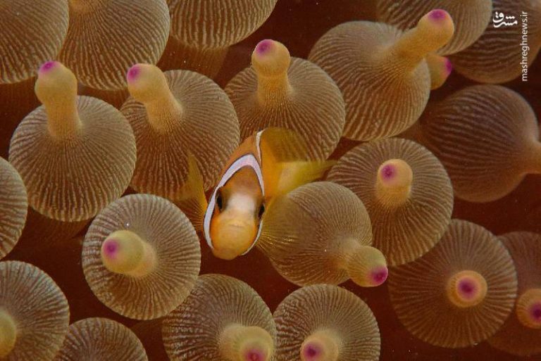 عکس/ شگفتیهای دنیای زیر آب