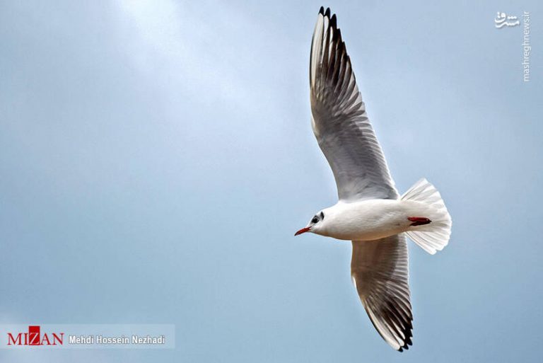 عکس/ مرغان دریایی در سواحل آستارا