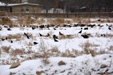 عکس/رخت سپید برف پاییز بر تن بجنورد