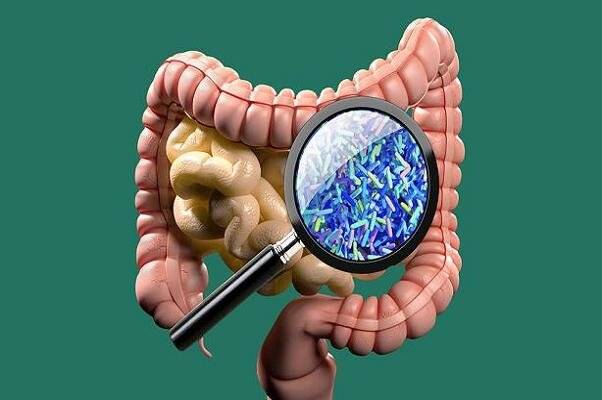 نقش میکروبیمهای روده در عملکرد مغز