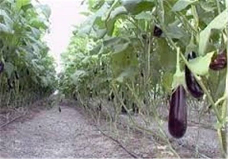 خرید حمایتی بادمجان برای نخستین بار در هرمزگان
