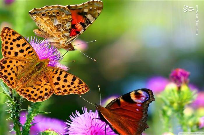 عکس/ زیباترین پروانههای جهان