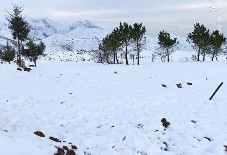 فیلم/ بارش شدید برف در رشت