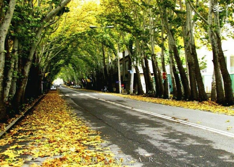 وجود ارتباز میان درخت در خیابانها و افسردگی