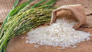 فیلم/خداحافظی با دلالان برنج ایرانی