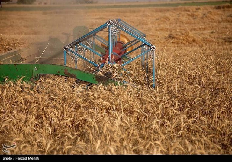 نرخ عادلانه خرید تضمینی گندم ۵ هزار تومان است
