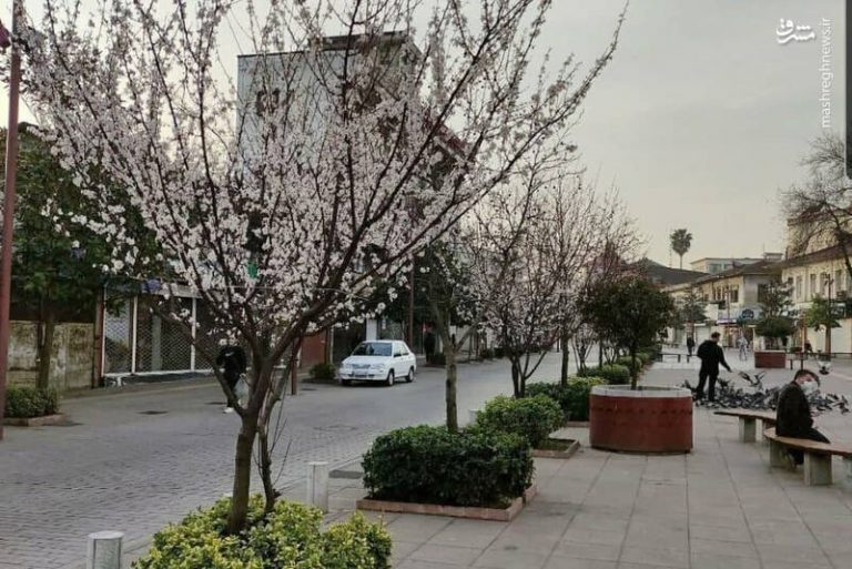 عکس/ شکوفه دادن درختان در شهر رشت