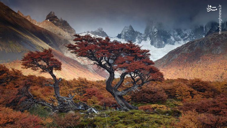 عکس/ برندگان مسابقه بین المللی عکاس باغ