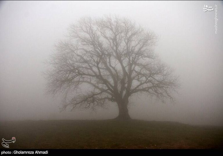 عکس/ درختان در مه زمستانی