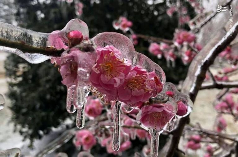 عکس/ یخ زدن شکوفههای درخت گیلاس