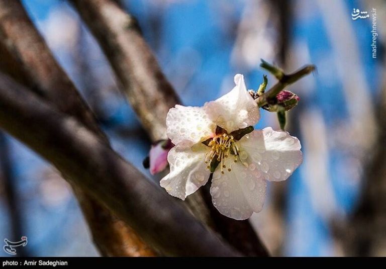 عکس/ شکوفههای رنگارنگ
