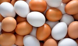 تخم مرغ گران میشود؟