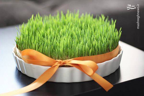 بهترین زمان برای کاشت سبزه چه وقت است؟