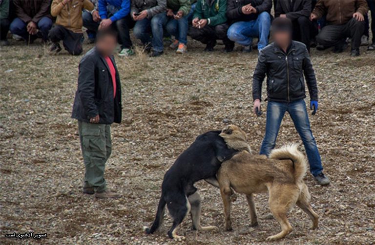 حیوان آزاری؛ بازداشت عاملان برگزاری نزاع سگ ها در آذربایجانشرقی – خبرگزاری هرانا