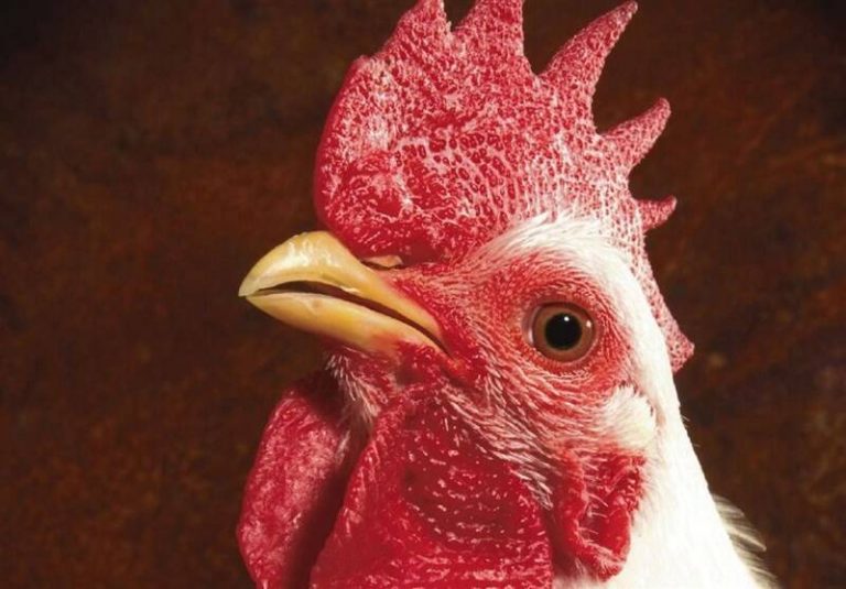 روسیه از ابتلای انسانی بیماری فوق حاد پرندگان خبر داد