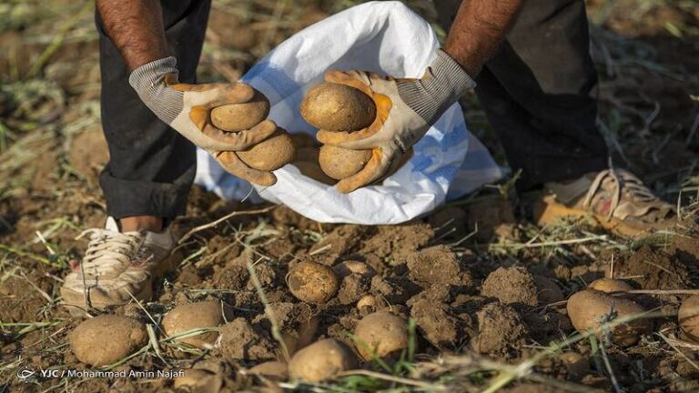 پیشنهاد مبادله ۱۰۰ هزار تن سیبزمینی با موز