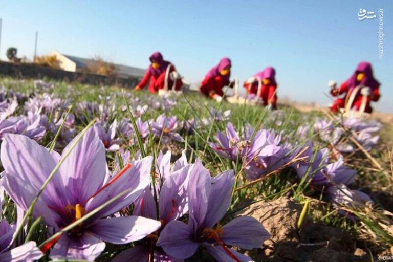 صادرات زعفران ۴۵۰ میلیون دلار شد