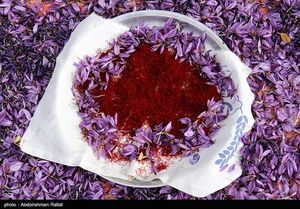 راه اندازی قرارداد آتی زعفران در بورس کالا