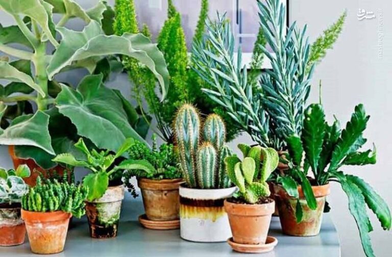 ترفندهای جدید، کوتاه و کاربردی گل و گیاه