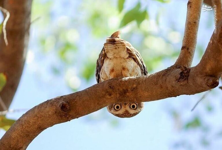 عکس/ ژست غیر معمولی جغد