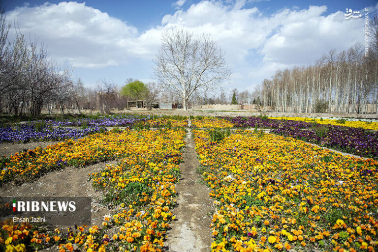 عکس/ رنگ آمیزی بهار با گل بنفشه