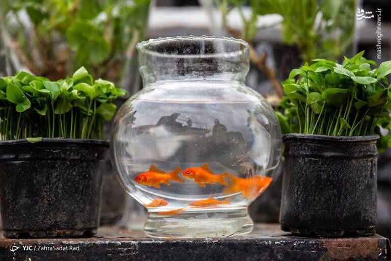 عکس/ خرید سبزه و ماهی قرمز‎ عید