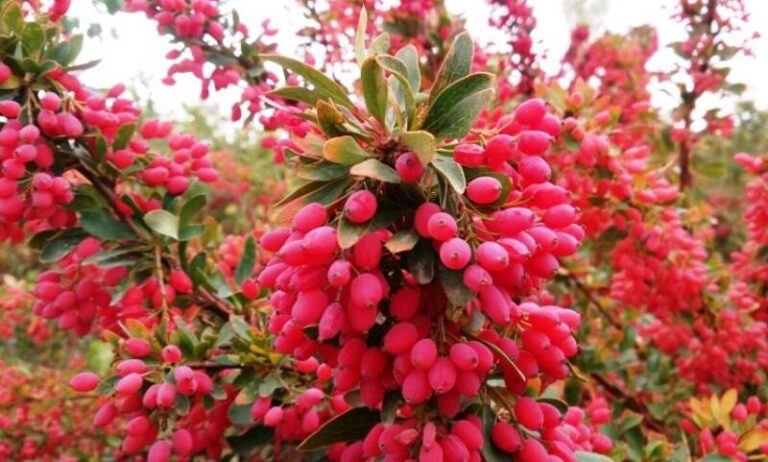 فیلم/طلای چوبی