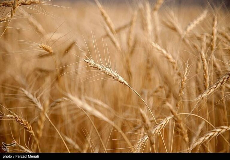 قیمت پیشنهادی ۶ هزار تومانی برای خرید تضمینی گندم
