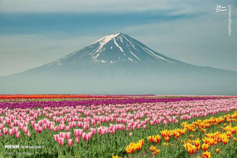 تصاویر زیبا از گلهای بهاری در جهان