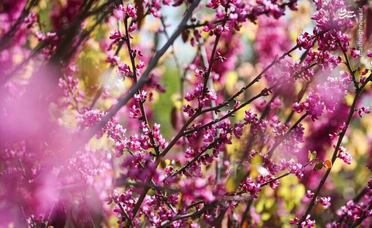 عکس/شکوفه های بهاری تهران