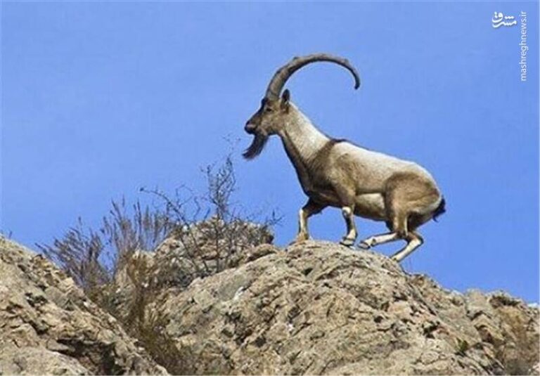 بز مادری که حکایت آن شنیدنی است