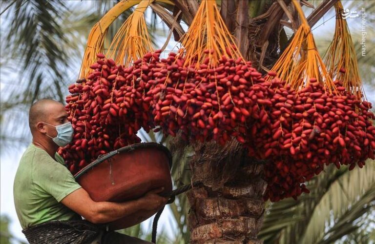 خرما در ماه رمضان گران نمیشود