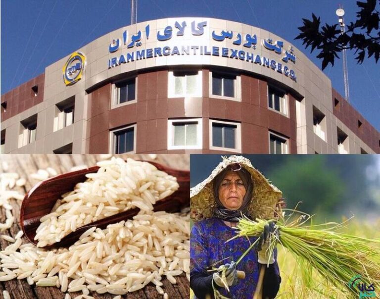 برنج طارم بورسی شد