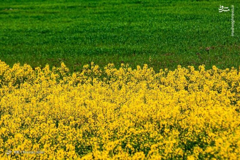 تصاویر زیبا از مزارع دانههای روغنی کلزا