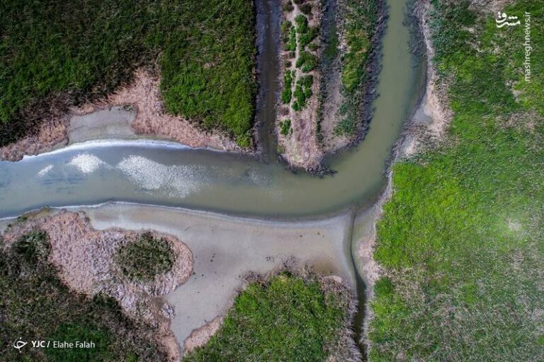 عکس/ مرگ تدریجی در تالاب انزلی