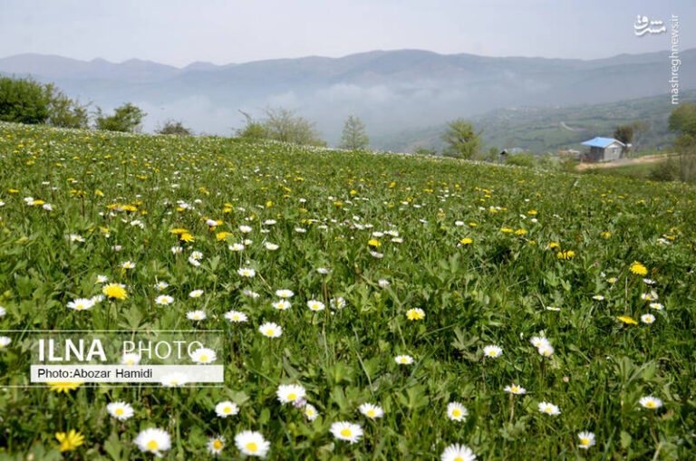 تصاویر زیبا از شکوفههای بهاری گیلان
