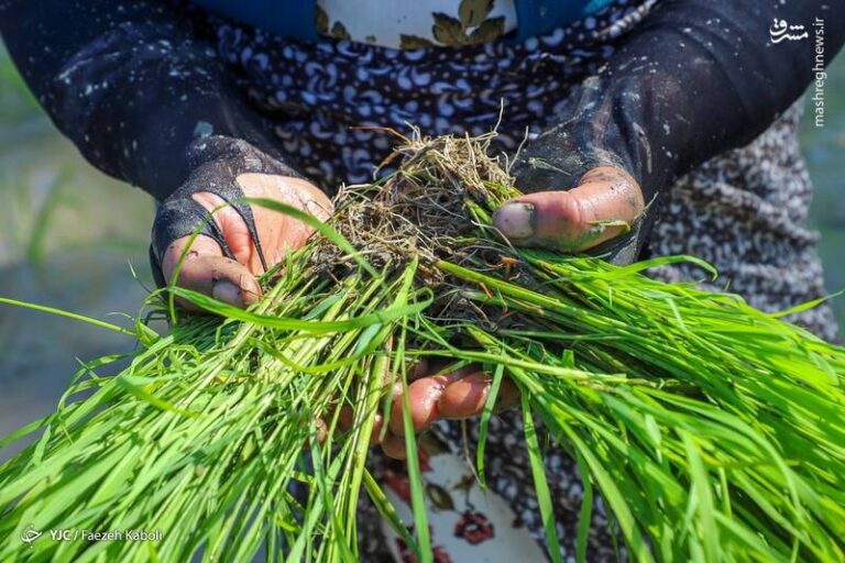 عکس/ اولین نشاء دستی برنج در بهار ۱۴۰۰