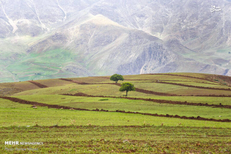 عکس/ از سپیدی برف تا سرسبزی جنگلهای بلوط