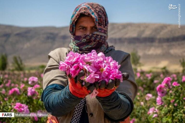 عکس/ سرزمین گل و گلاب