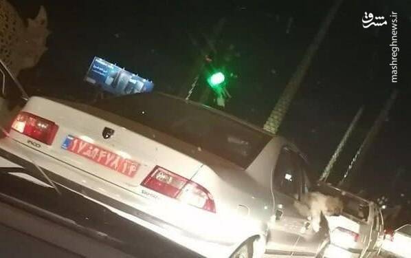 برکناری یک مدیر دولتی به دلیل سگگردانی