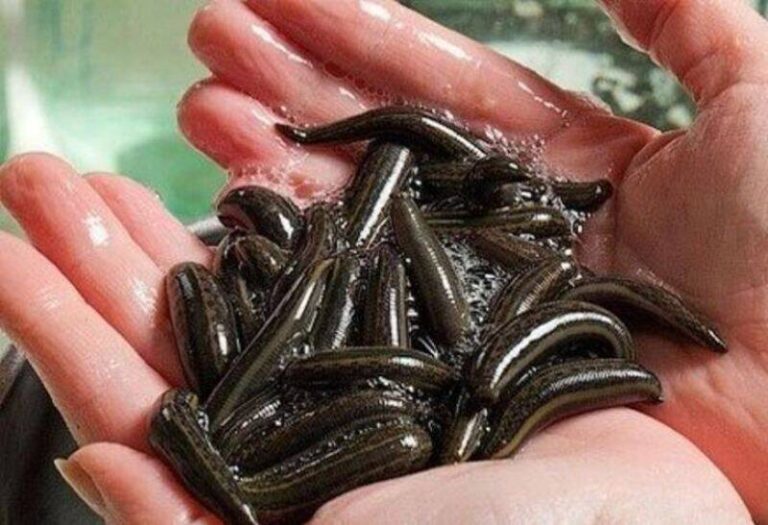 چگونه می توان از زالو درآمد کسب کرد؟