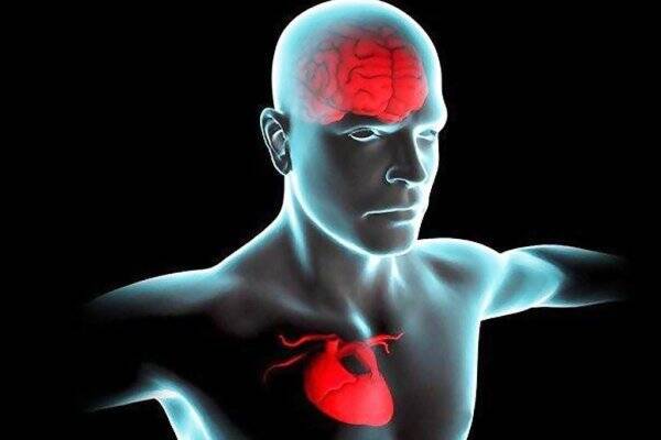 قلب سالمتر موجب عملکرد بهتر مغز میشود