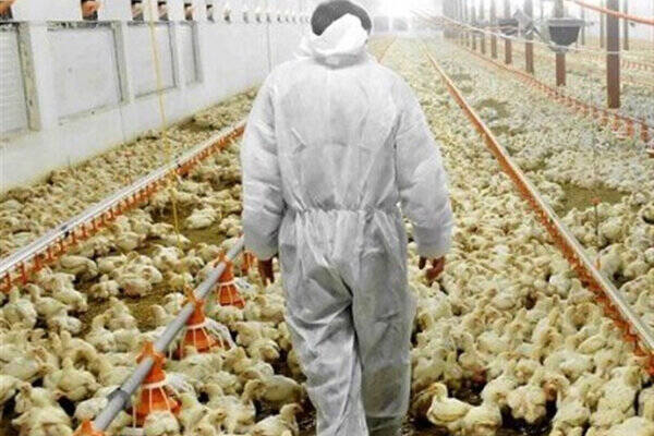 قتل عام مرغها بعد از دریافت دان یارانهای