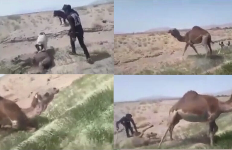 زیرکوه؛ بازداشت ۴ عامل آزار یک بچه شتر و شتر مادر – خبرگزاری هرانا