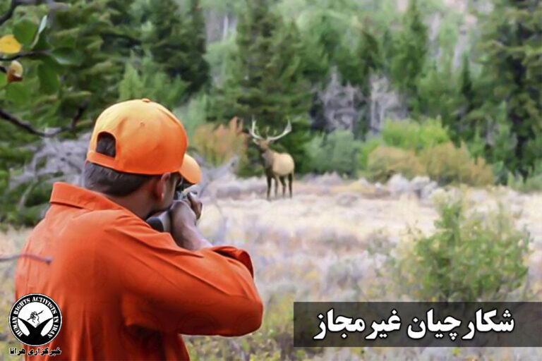 کهگیلویه و بویراحمد؛ عاملان شکار بز وحشی و انتشار فیلم آن بازداشت شدند – خبرگزاری هرانا