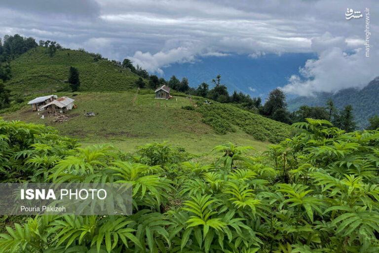 عکس/ سفر به ارتفاعات «ماسال»